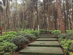 -铁山坪森林公园