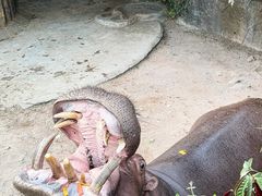 -深圳野生动物园