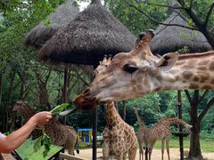 -广州长隆野生动物世界