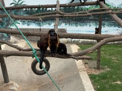 -西霞口神雕山野生动物世界