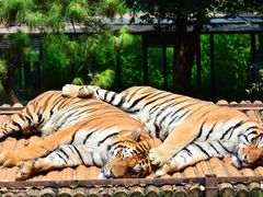 -云南野生动物园