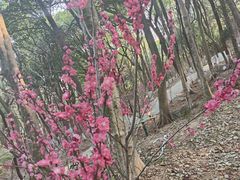 -杭州半山国家森林公园