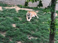 -西霞口神雕山野生动物世界