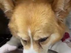 -爱妮康宠物医院·干细胞免疫细胞·肿瘤·心脏(张江店)