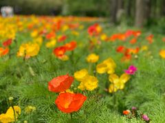 -上海共青森林公园