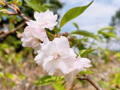 -天适樱花悠乐园