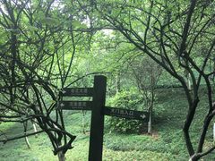 -南山植物园
