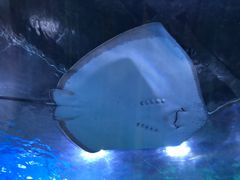 -顺德南宏海立方海洋公园