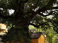 -杨家堂村