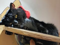 -滚猫咖啡·猫咖·猫友好撸猫(未来城店)