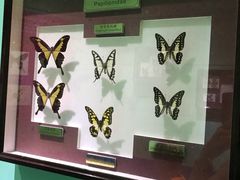 -上海昆虫博物馆