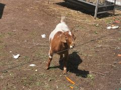 -哈尔滨北方森林动物园