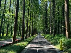 -黄海国家森林公园