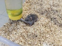 -怪兽屋·羊驼·猫咖·狗咖(俊华广场店)