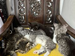 -荔康动物医院(康王北路店)