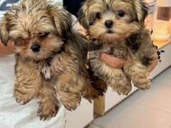 -翊宠yipet猫狗购宠庄园犬舍•猫舍