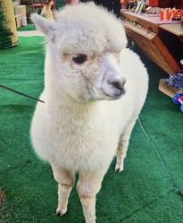 -萌宠亲子动物乐园(槐房万达店)