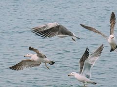 -那香海钻石沙滩浴场