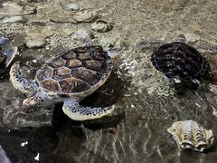 -西安曲江海洋极地公园