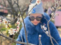 -香雪海
