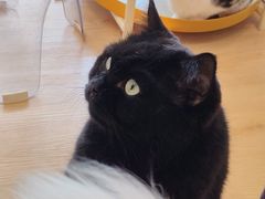 -有喵·猫咖·狗咖·30几只猫10只小狗(岗厦店)