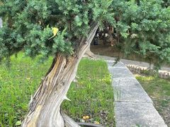 -苏州文庙(姑苏区)