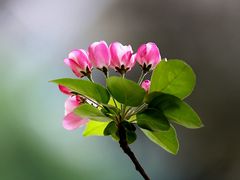 -海棠花溪(元大都城垣遗址公园)