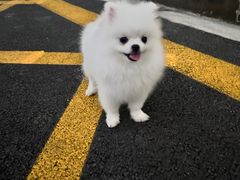 -翊宠yipet猫狗购宠庄园犬舍•猫舍