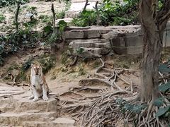 -广州长隆野生动物世界