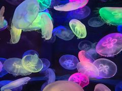 -太平洋海底世界