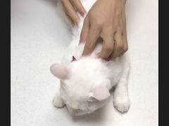 -宠福鑫动物医院·动物疾病诊疗中心(天通苑店)