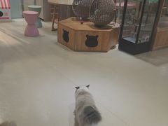 -藏猫猫咖啡主题馆(中央大道店)