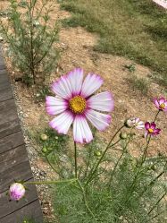 -浅山蜜塘奇妙乐园·亲子营地