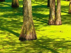 -池杉湖湿地公园