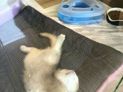 -悠尼宠物·独立低压伊珊娜洗护·美容·寄养(兰谷路店)