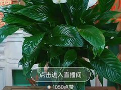 -麦当劳(莘松路芭比伦DT店)