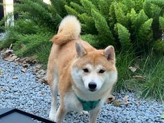 -J Create城市露营咖啡·简餐·宠物(上海动物园店)