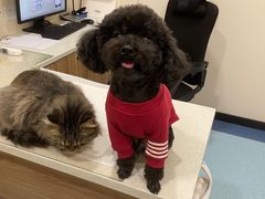 -萌兽医馆·犬猫专科·眼科中心·宠物医院(朝阳门分院)
