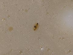 -杨国福麻辣烫(联合大学店)