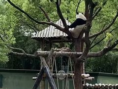 -上海野生动物园