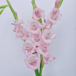 -倩极·精研痘敏肌管理