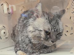-FAELING PETS美天灵宠物(富力广场店)
