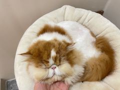 -More Fun猫咖 二十只万元加菲主题