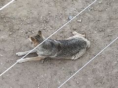 -鄂尔多斯野生动物园