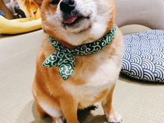 -逗柴咖啡屋·狗咖猫咖宠物桌游