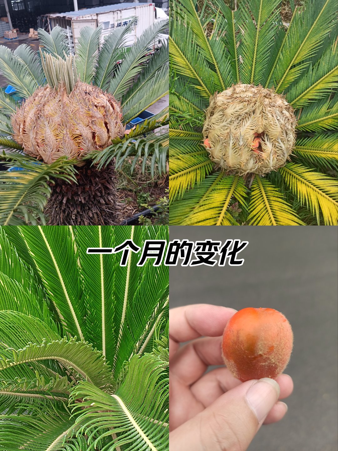 铁树开花结果图片