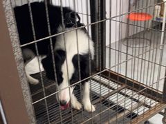 -瑞鹏宠物医院·爱宠堂·骨外专科(西荷分院)