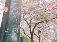 -上海环球金融中心骑迹50年环球之旅