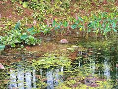 -深圳仙湖植物园
