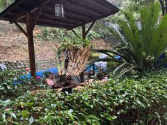 -明月山天沐温泉度假村